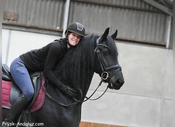 Friesian horses, Stallion, 4 years, 16 hh, Black