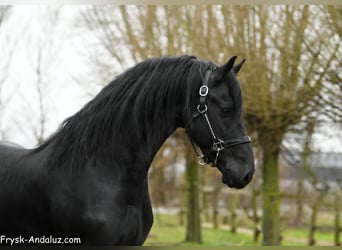 Friesian horses, Stallion, 4 years, 16 hh, Black