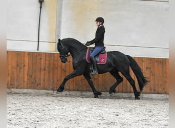 Friesian horses, Stallion, 4 years, 16 hh, Black