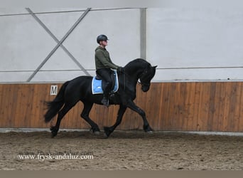 Friesian horses, Stallion, 4 years, 16 hh, Black