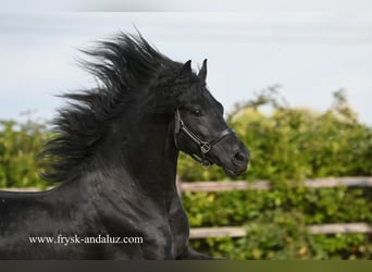 Friesian horses, Stallion, 4 years, 16 hh, Black