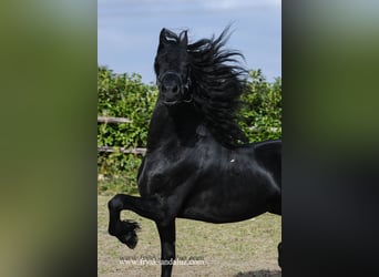 Friesian horses, Stallion, 4 years, 16 hh, Black