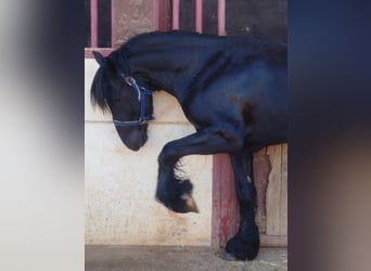 Friesian horses Mix, Stallion, 4 years, 16 hh, Black