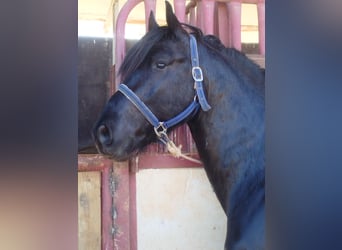 Friesian horses Mix, Stallion, 4 years, 16 hh, Black