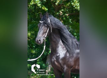 Friesian horses, Stallion, 4 years, 16 hh