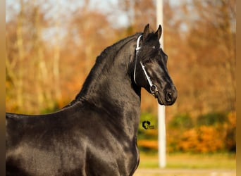 Friesian horses, Stallion, 4 years, 16 hh