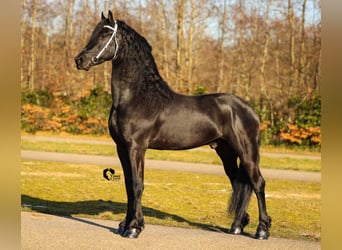 Friesian horses, Stallion, 4 years, 16 hh