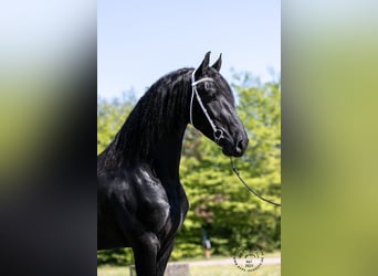 Friesian horses, Stallion, 4 years, 16 hh