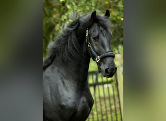 Friesian horses, Stallion, 4 years, 16,1 hh, Black