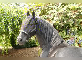 Friesian horses, Stallion, 4 years, 16,1 hh, Black