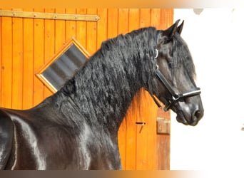 Friesian horses, Stallion, 4 years, 16,1 hh, Black
