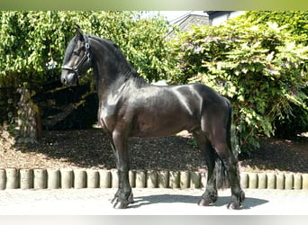 Friesian horses, Stallion, 4 years, 16,1 hh, Black