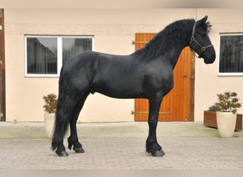 Friesian horses, Stallion, 4 years, 16,1 hh, Black