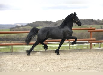 Friesian horses, Stallion, 4 years, 16,1 hh, Black