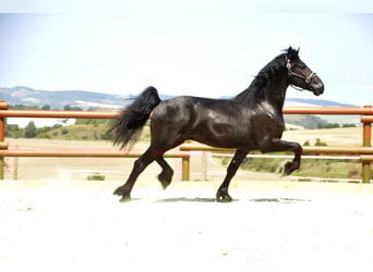 Friesian horses, Stallion, 4 years, 16,1 hh, Black