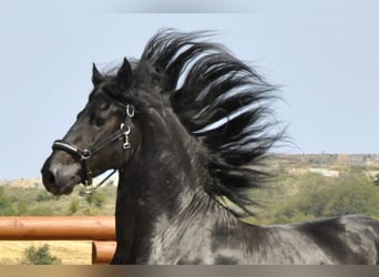 Friesian horses, Stallion, 4 years, 16,1 hh, Black