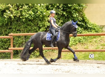 Friesian horses, Stallion, 4 years, 16,1 hh, Black