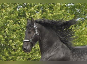 Friesian horses, Stallion, 4 years, 16,1 hh, Black