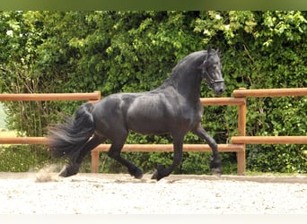 Friesian horses, Stallion, 4 years, 16,1 hh, Black