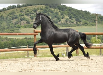 Friesian horses, Stallion, 4 years, 16,1 hh, Black