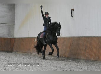 Friesian horses, Stallion, 4 years, 16,1 hh, Black