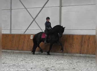 Friesian horses, Stallion, 4 years, 16,1 hh, Black