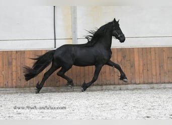 Friesian horses, Stallion, 4 years, 16,1 hh, Black