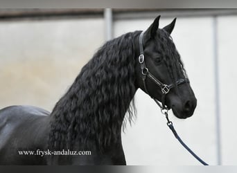 Friesian horses, Stallion, 4 years, 16,1 hh, Black