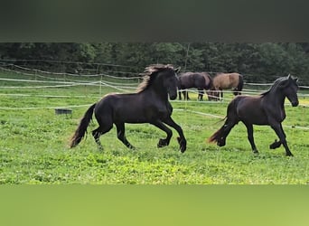 Friesian horses, Stallion, 4 years, 16,2 hh, Black