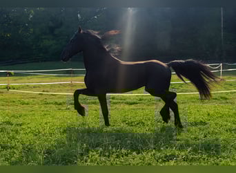 Friesian horses, Stallion, 4 years, 16,2 hh, Black