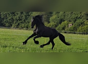 Friesian horses, Stallion, 4 years, 16,2 hh, Black