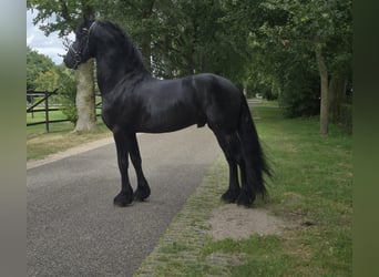Friesian horses, Stallion, 5 years, 15.1 hh, Black