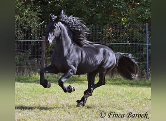 Friesian horses, Stallion, 5 years, 15.2 hh, Black