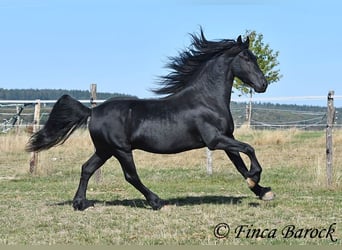 Friesian horses, Stallion, 5 years, 15.2 hh, Black