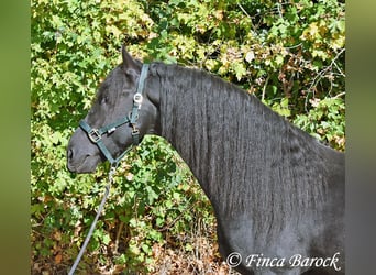 Friesian horses, Stallion, 5 years, 15.2 hh, Black