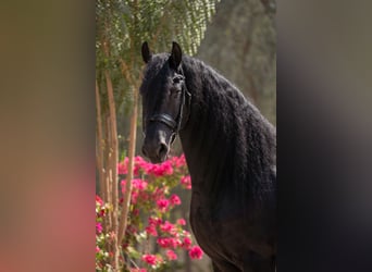 Friesian horses, Stallion, 5 years, 15.3 hh, Black