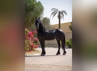 Friesian horses, Stallion, 5 years, 15.3 hh, Black