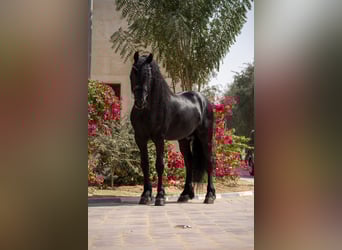 Friesian horses, Stallion, 5 years, 15.3 hh, Black