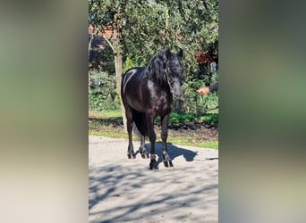 Friesen, Hengst, 5 Jahre, 15,3 hh