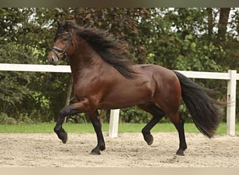 Friesian horses, Stallion, 5 years, 15 hh, Bay