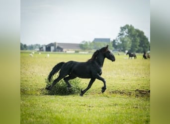 Friesian horses, Stallion, 5 years, 15,1 hh, Black