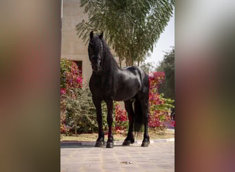 Friesian horses, Stallion, 5 years, 15,3 hh, Black