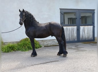 Friesian horses, Stallion, 5 years, 16,1 hh, Black