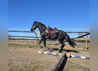 Friesian horses, Stallion, 5 years, 16.1 hh, Black