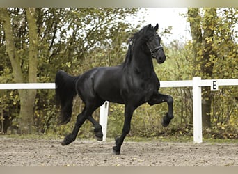 Friesian horses, Stallion, 5 years, 16,1 hh, Black