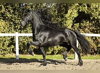 Friesian horses, Stallion, 5 years, 16,1 hh, Black