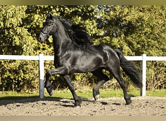 Friesian horses, Stallion, 5 years, 16,1 hh, Black