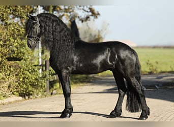 Friesian horses, Stallion, 5 years, 16,1 hh, Black