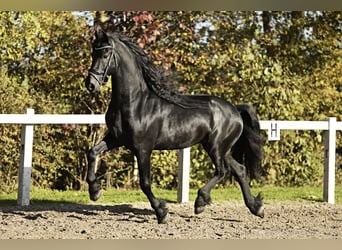 Friesian horses, Stallion, 5 years, 16,1 hh, Black