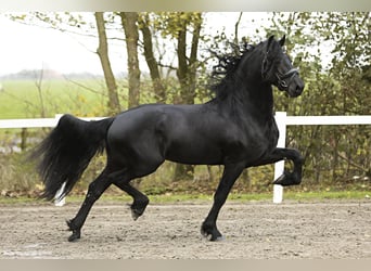 Friesian horses, Stallion, 5 years, 16,1 hh, Black